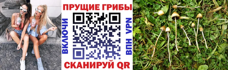 наркошоп Белая Калитва Галлюциногенные грибы MAGIC MUSHROOMS